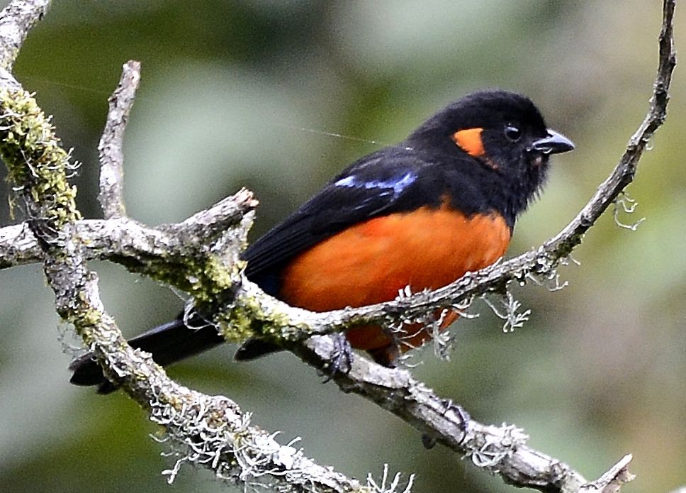 Scarlet-bellied Mountain Tanager - ML615060168