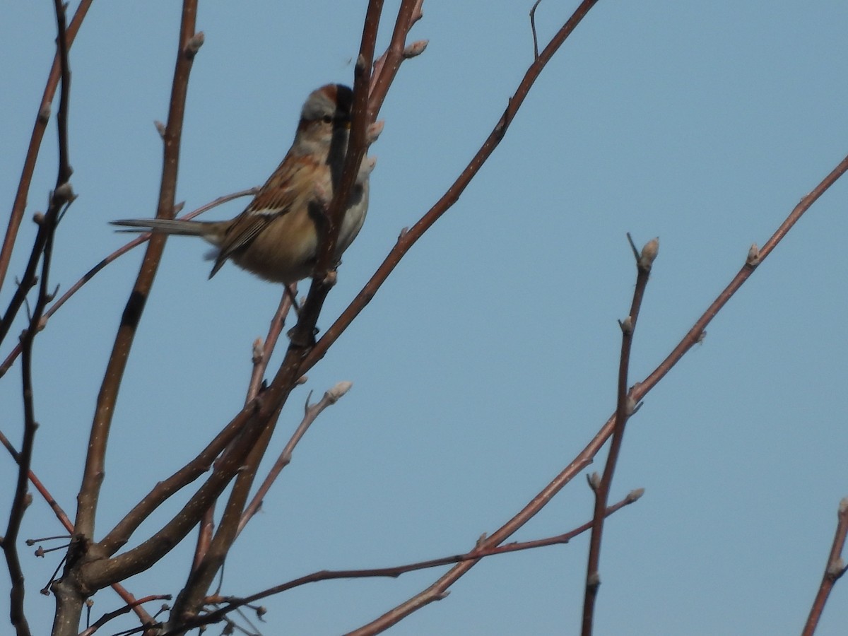 American Tree Sparrow - ML615060178