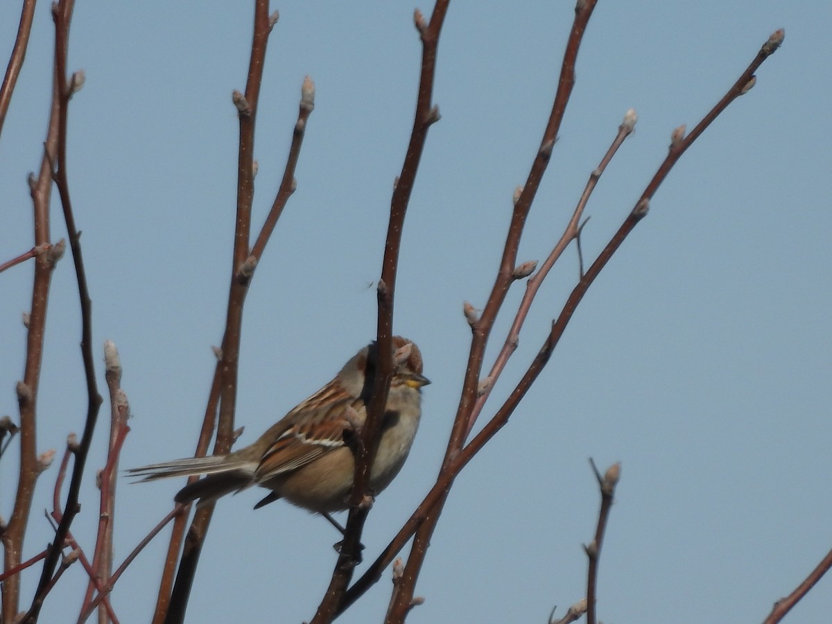 American Tree Sparrow - ML615060179