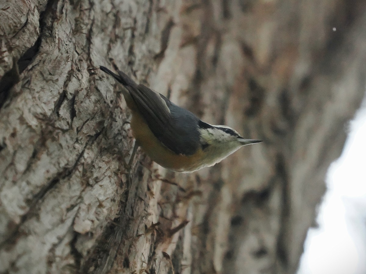 Red-breasted Nuthatch - ML615060391