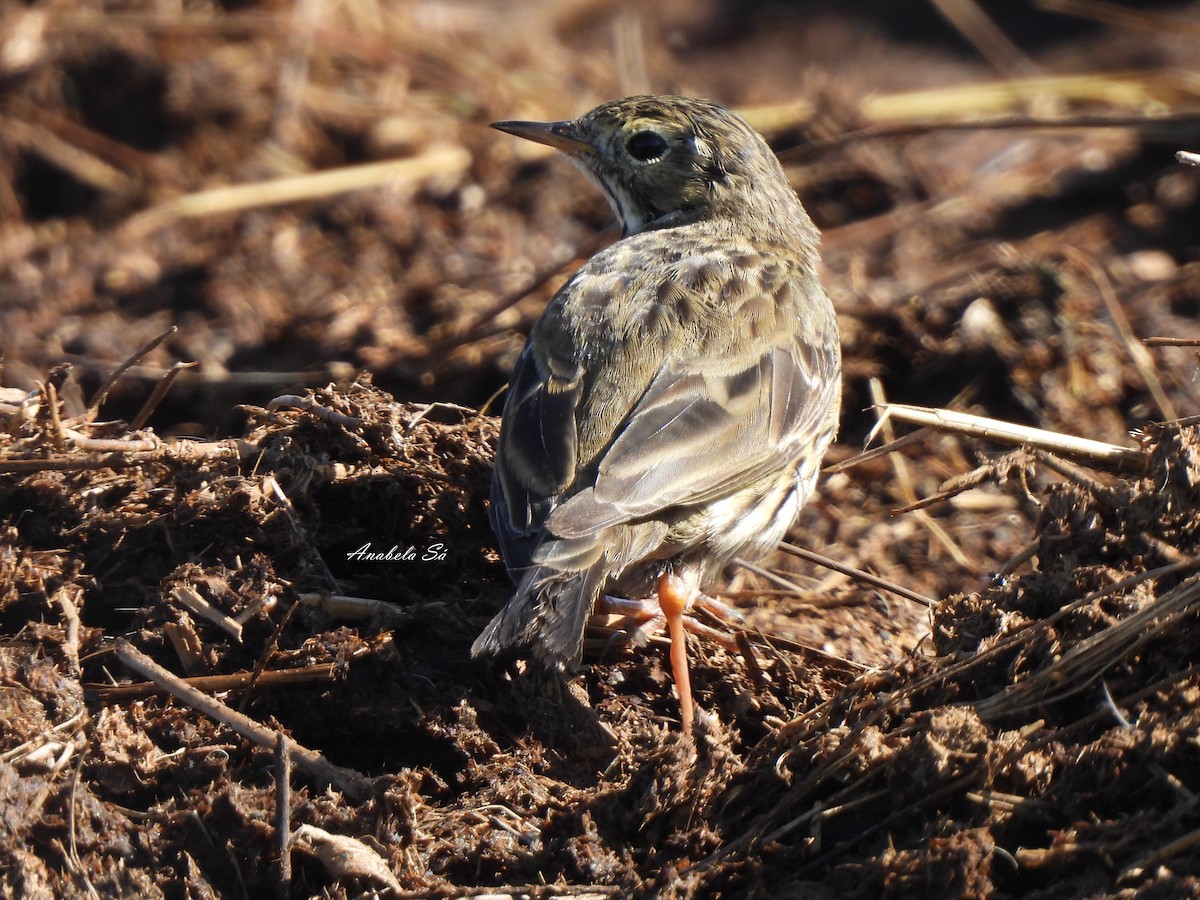 Meadow Pipit - ML615060618