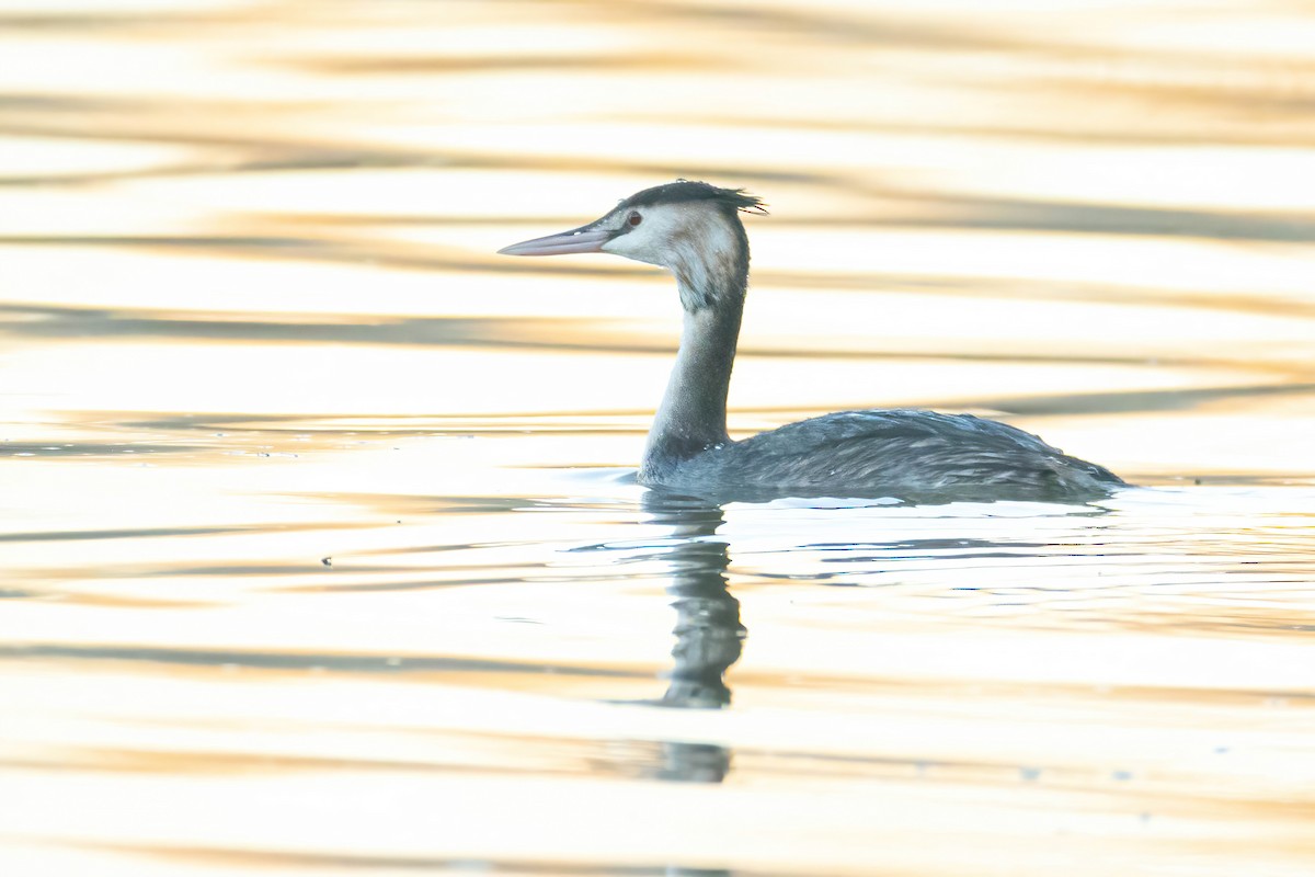 Great Crested Grebe - ML615060652