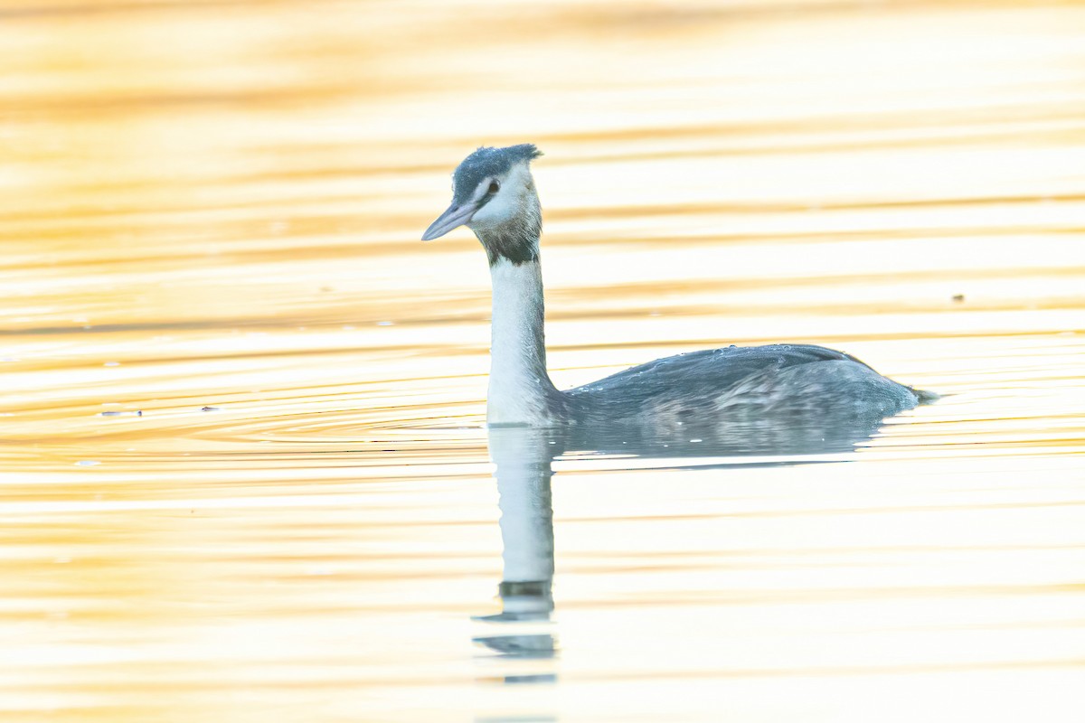 Great Crested Grebe - ML615060653