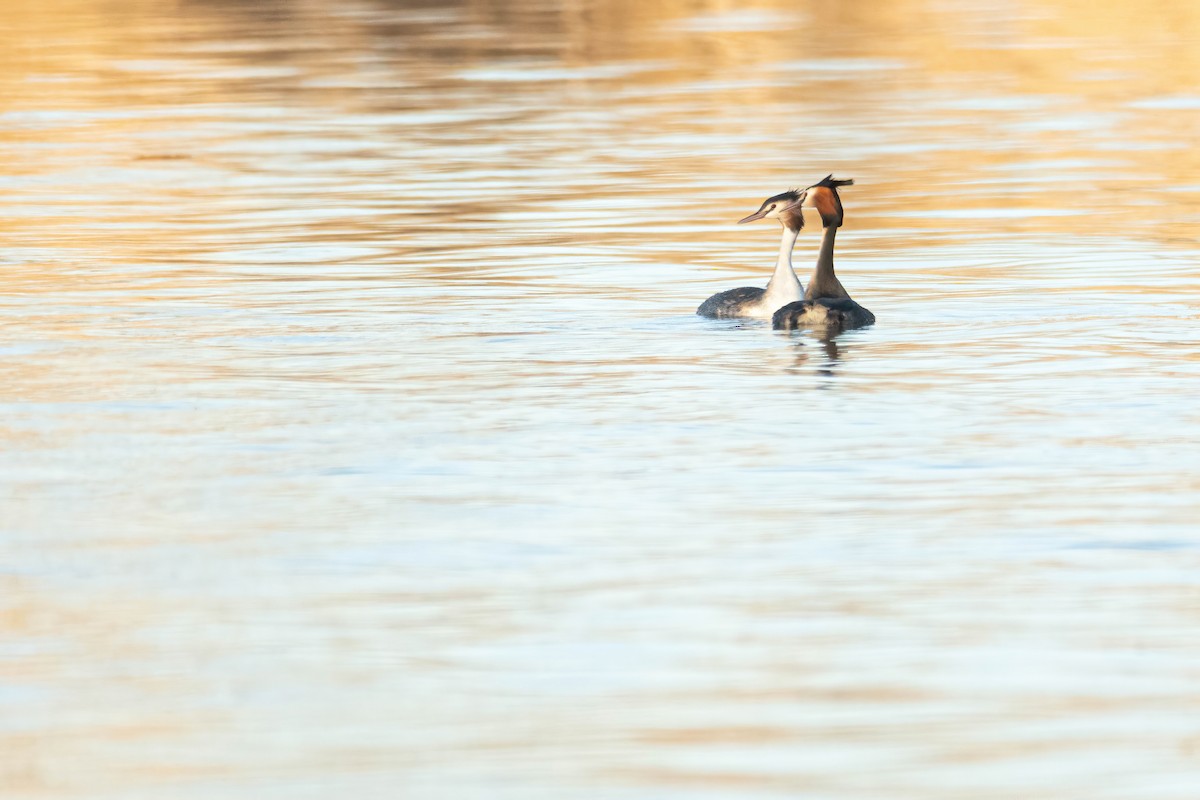 Great Crested Grebe - ML615060655