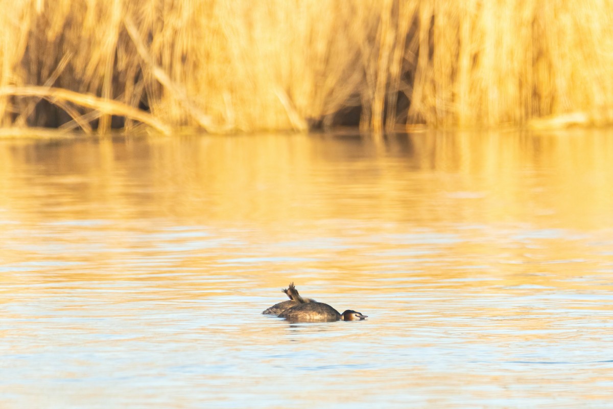 Great Crested Grebe - ML615060660