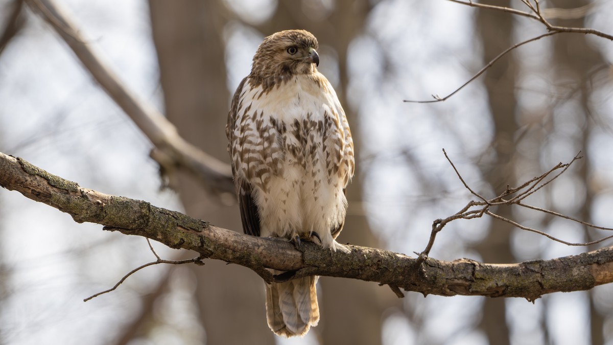Red-tailed Hawk - ML615060792