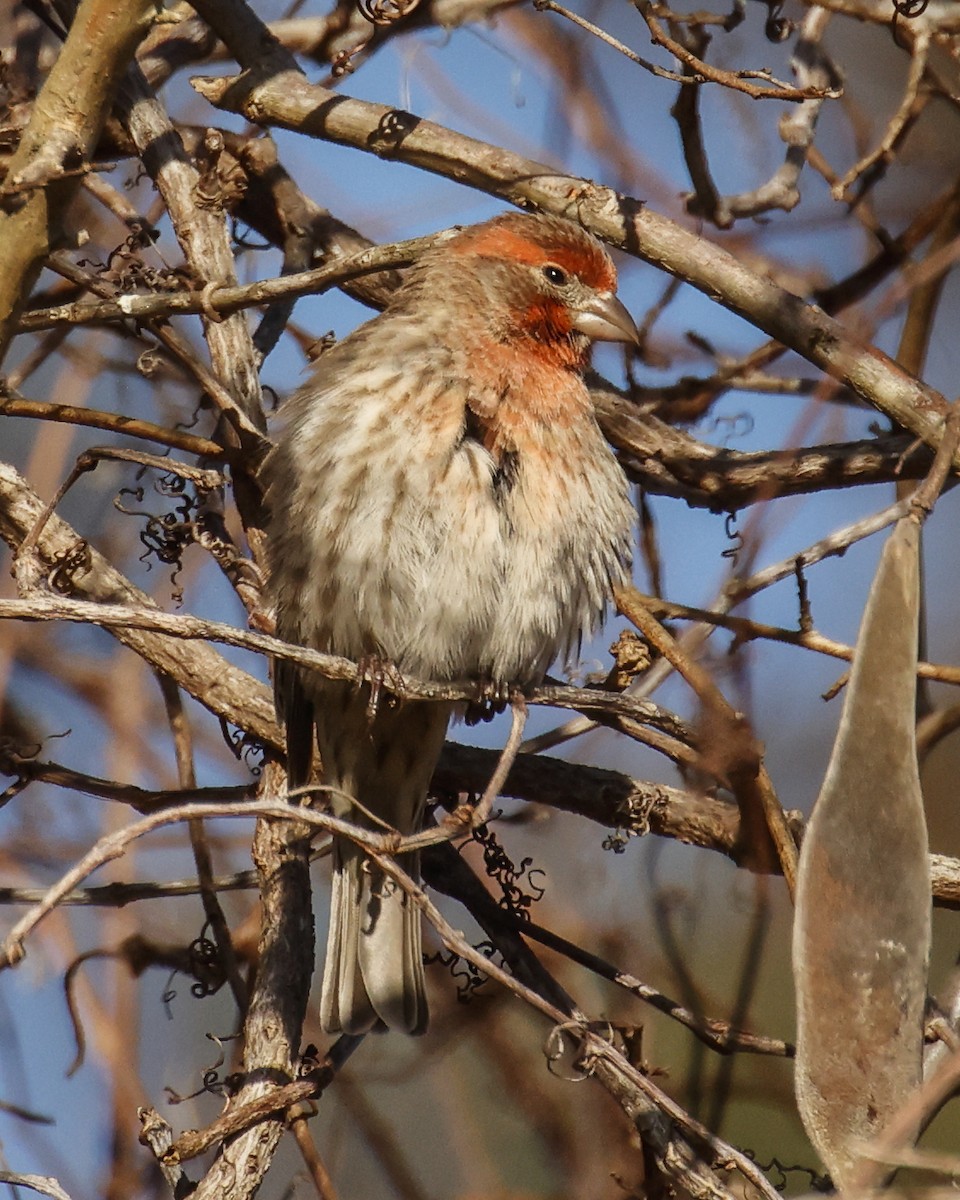 North Carolina Bird Atlas Checklist - 19 Feb 2024 - 1078a U.S. 64 ...