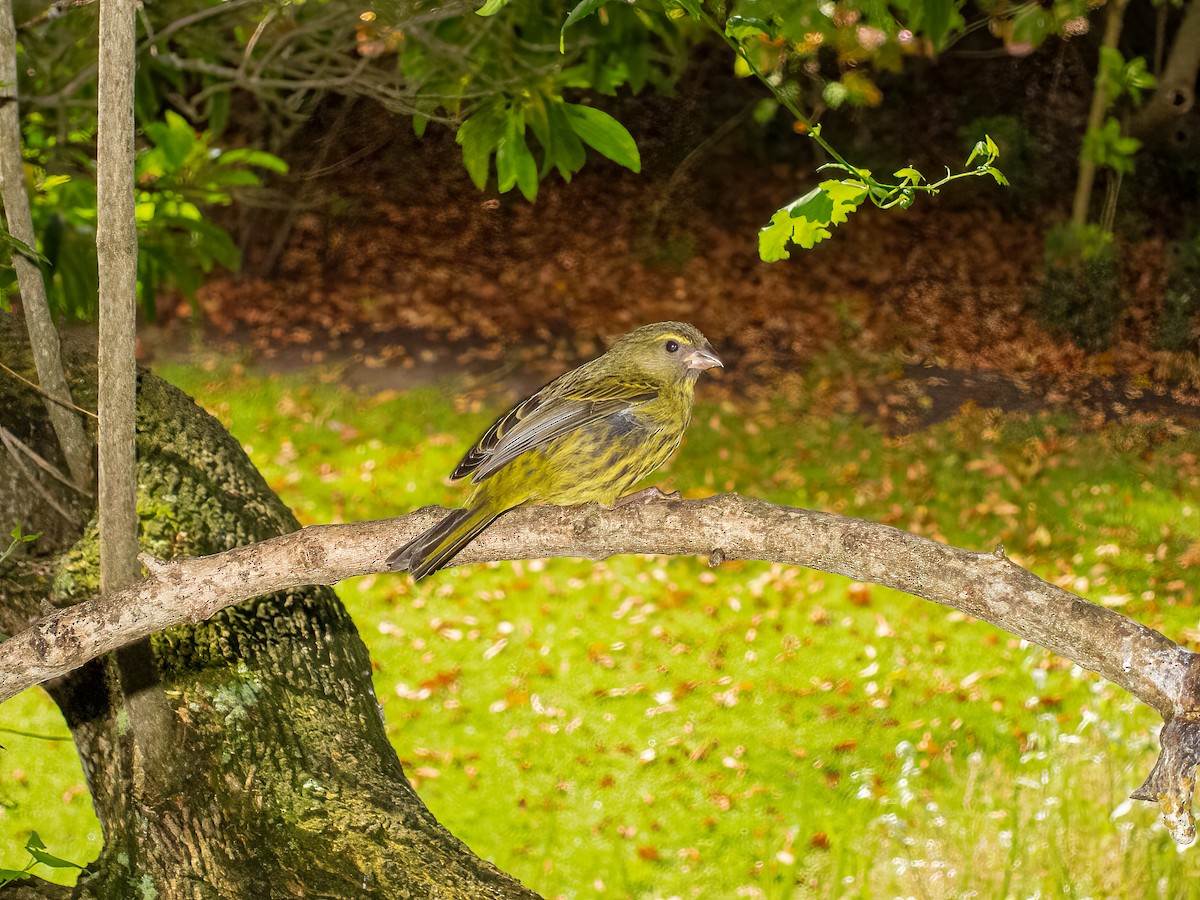 Forest Canary - ML615061096