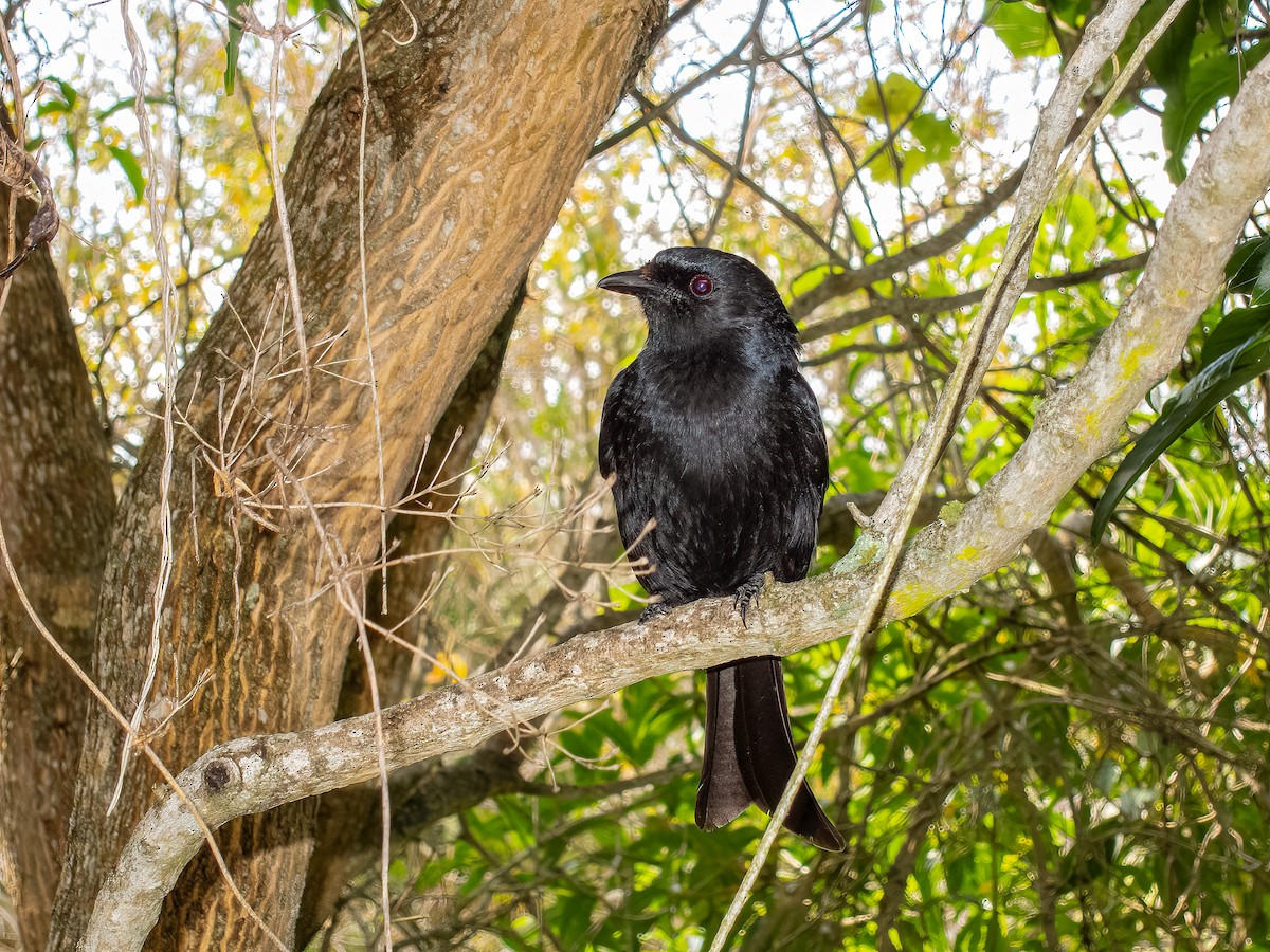 Fork-tailed Drongo - ML615061148