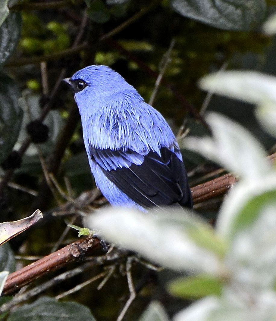 Blue-and-black Tanager - ML615061211