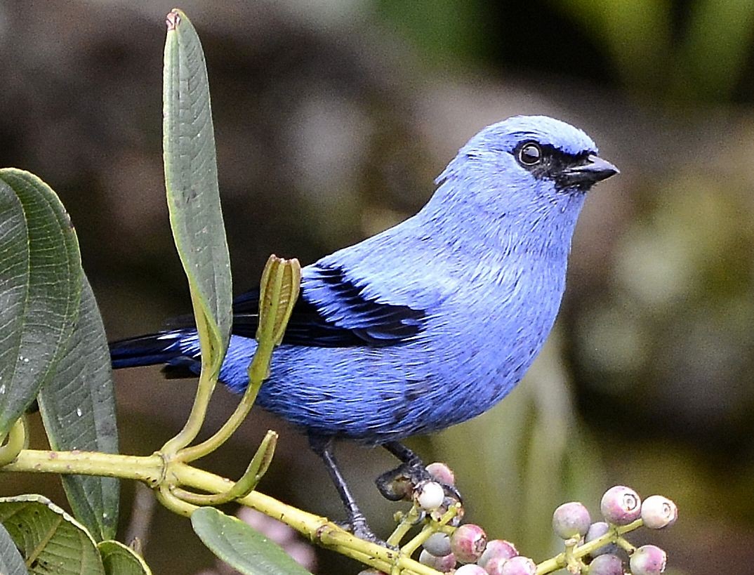 Blue-and-black Tanager - ML615061212