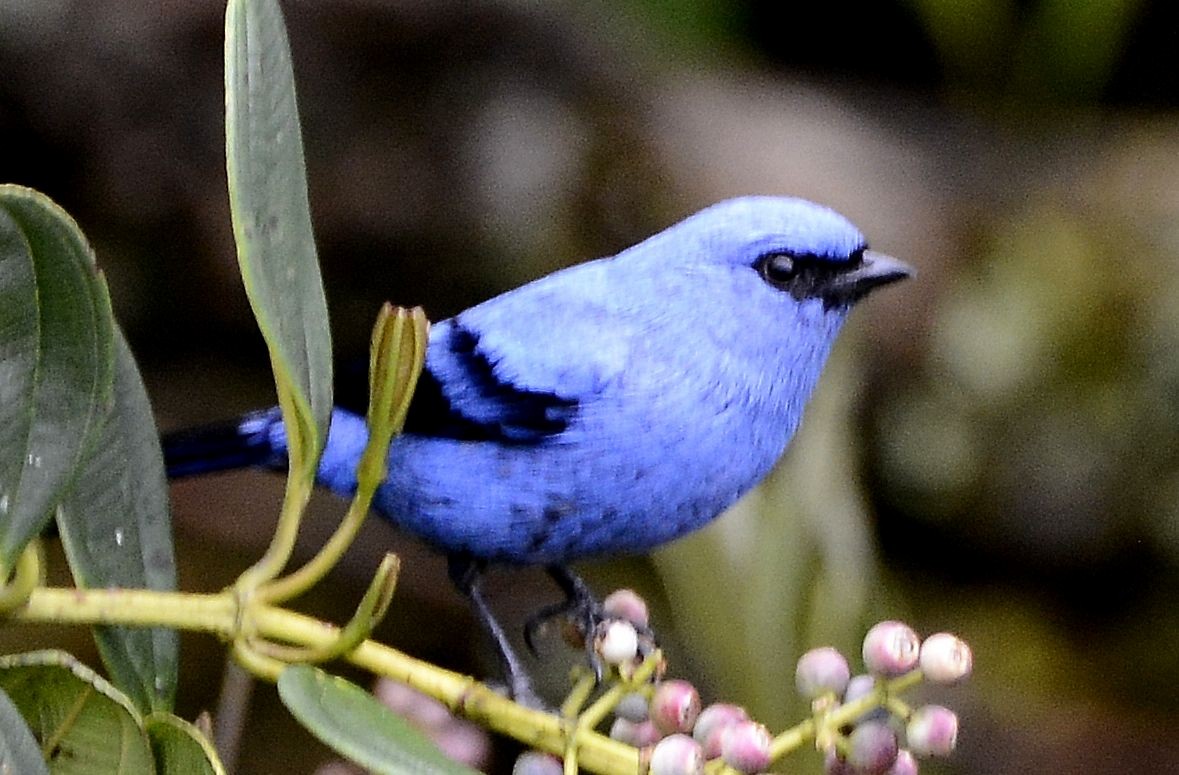 Blue-and-black Tanager - ML615061213