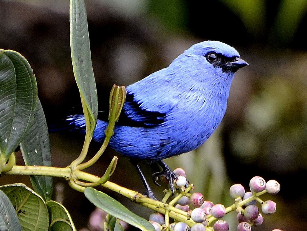 Blue-and-black Tanager - ML615061214