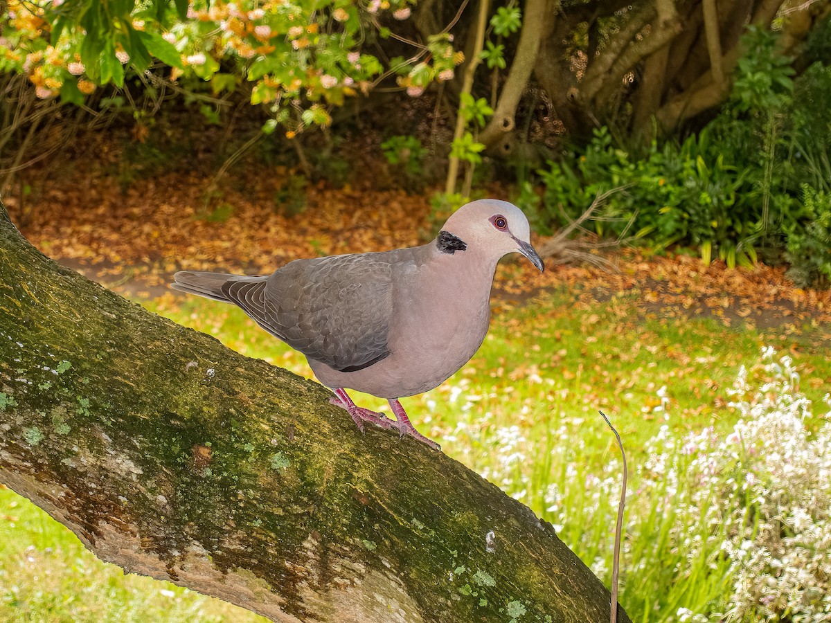Red-eyed Dove - ML615061231