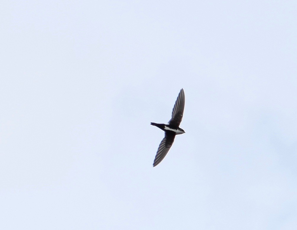White-throated Swift - ML615061643