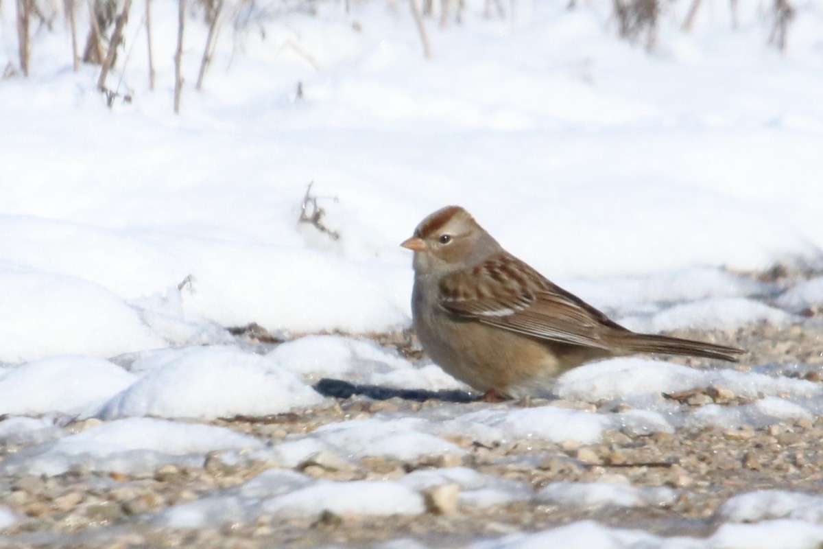 White-crowned Sparrow - Karen Bonsell