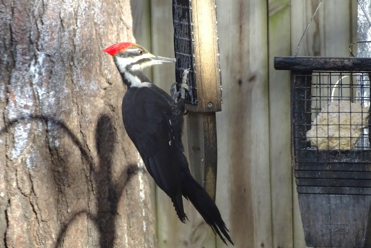Pileated Woodpecker - ML615062035