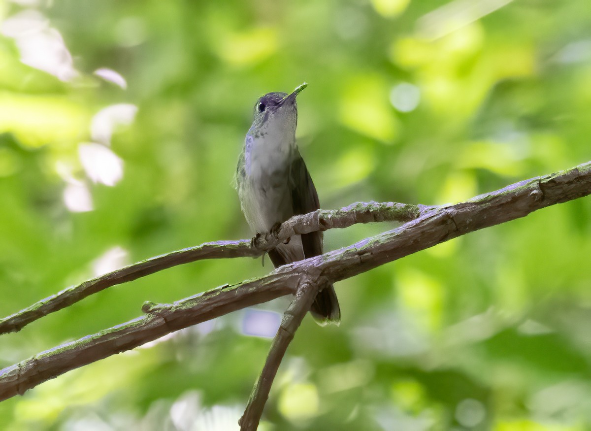 Azure-crowned Hummingbird - ML615062152