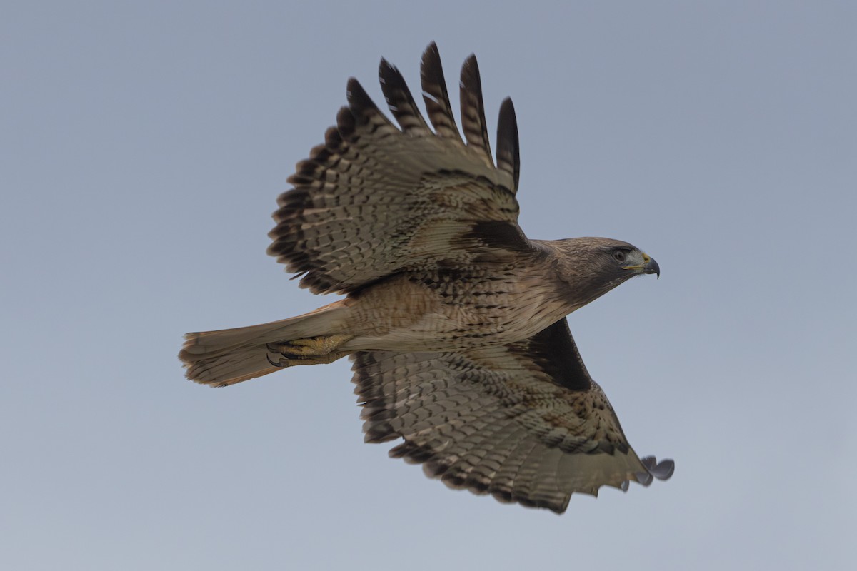Red-tailed Hawk - ML615063182