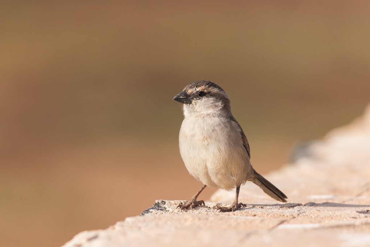 Cape Verde Sparrow - ML615063502