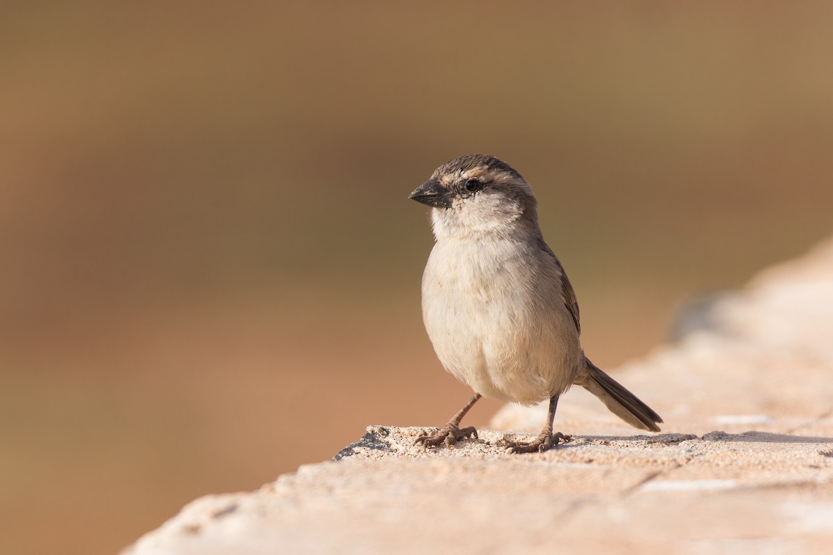 Cape Verde Sparrow - ML615063503