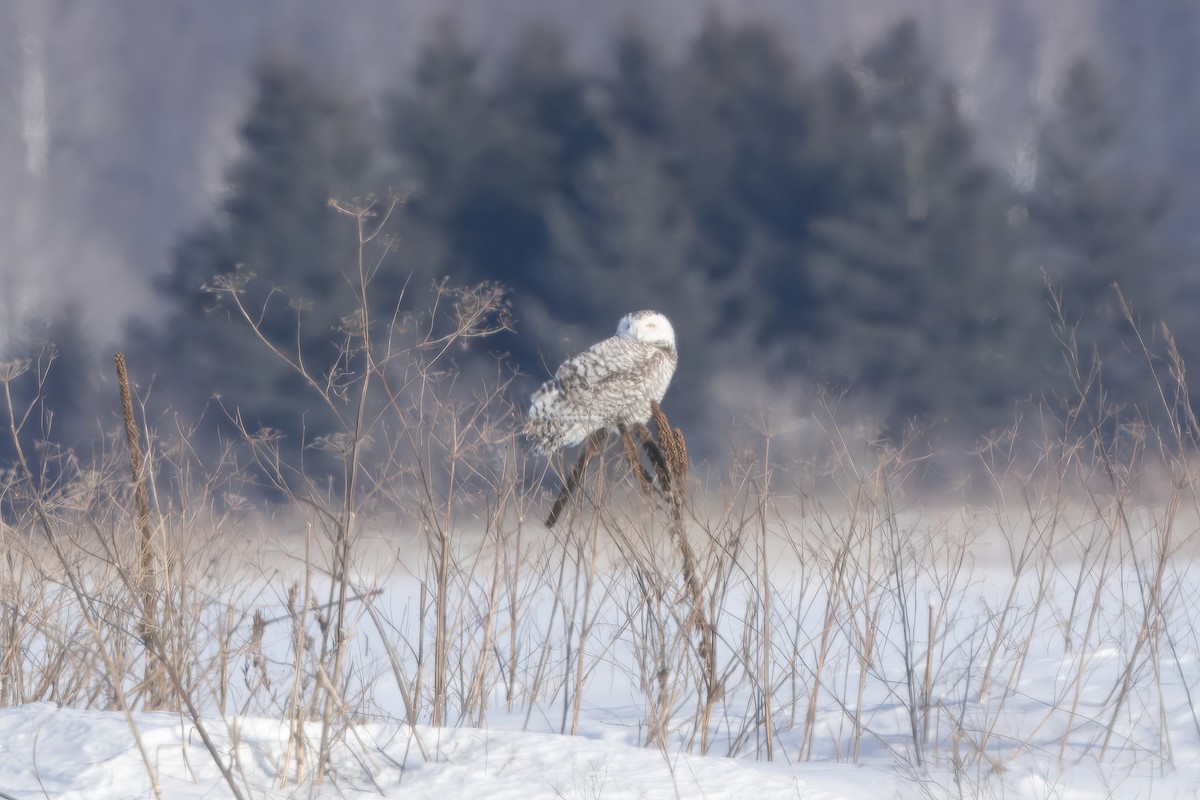 Snowy Owl - ML615063574