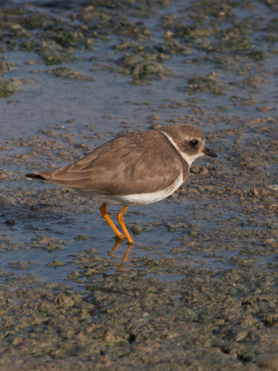 Common Ringed Plover - ML615063578