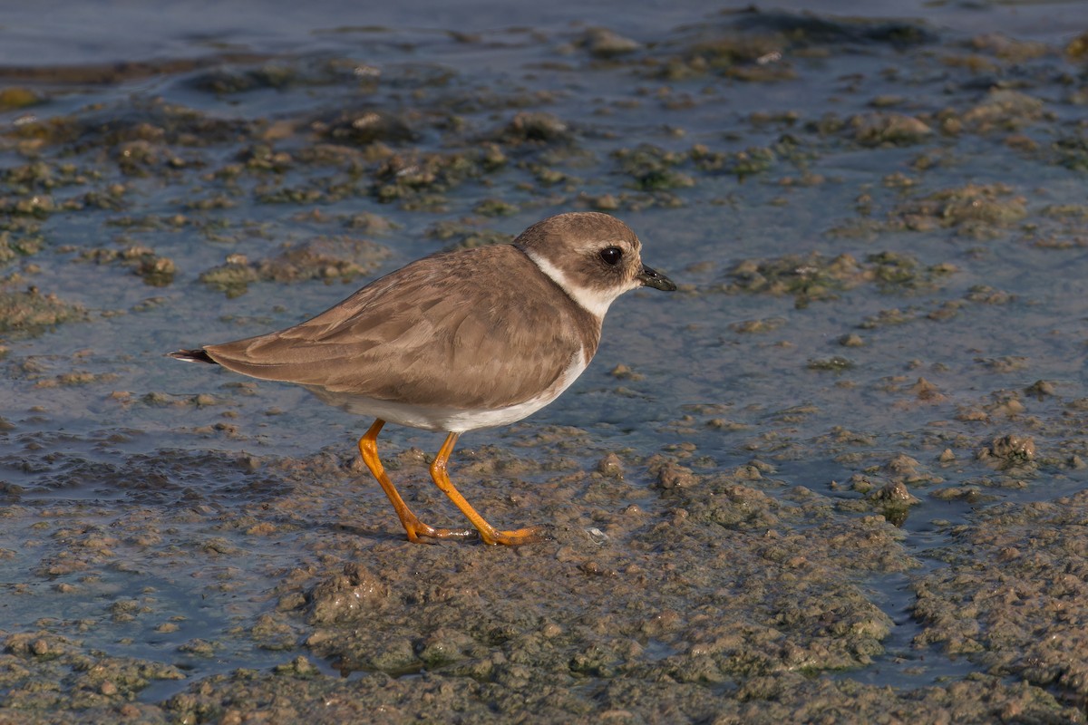 Common Ringed Plover - ML615063581