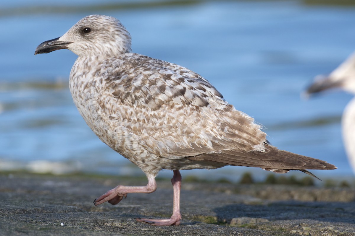 Herring Gull (European) - ML615063787