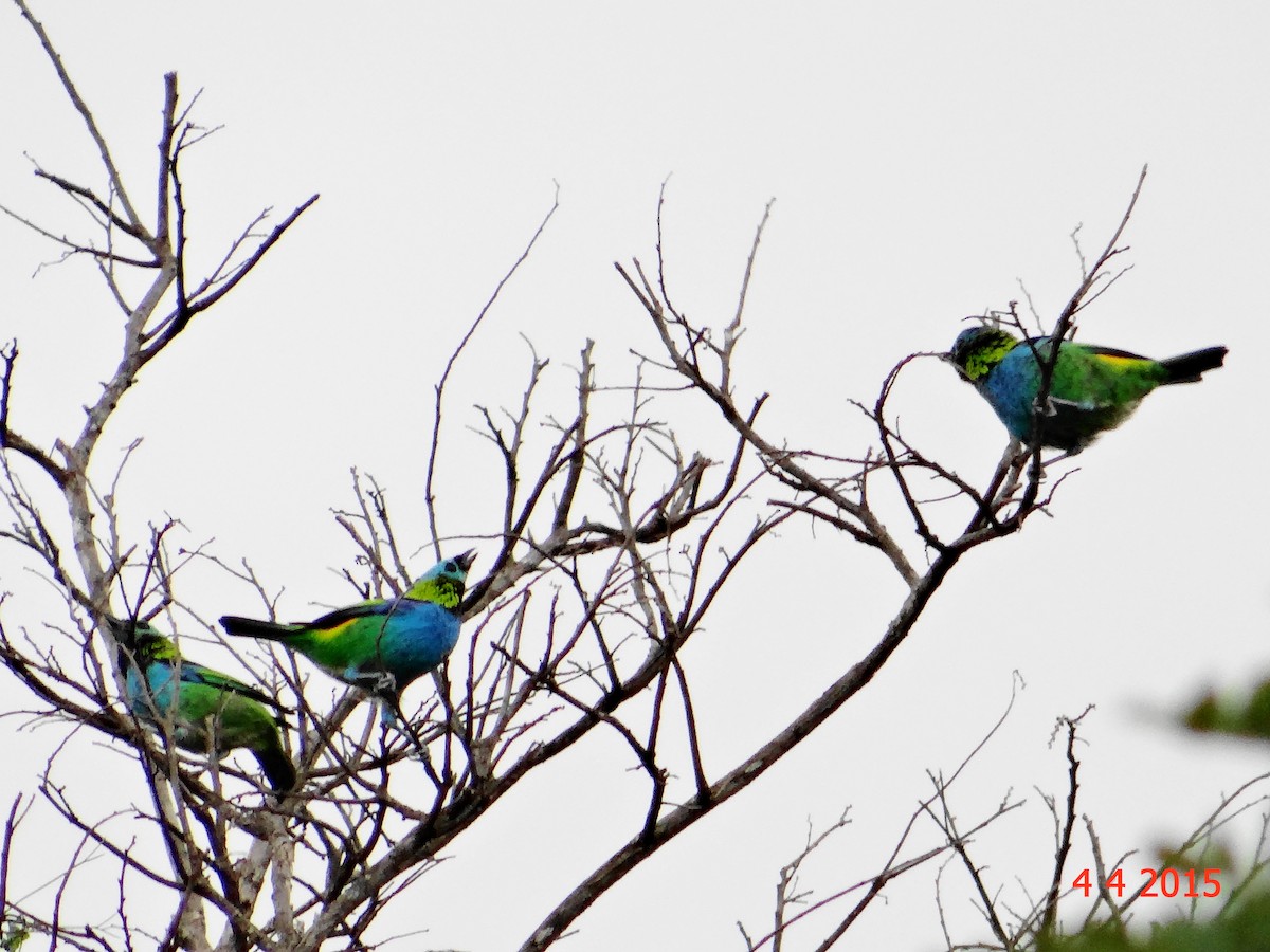 Green-headed Tanager - ML615063803