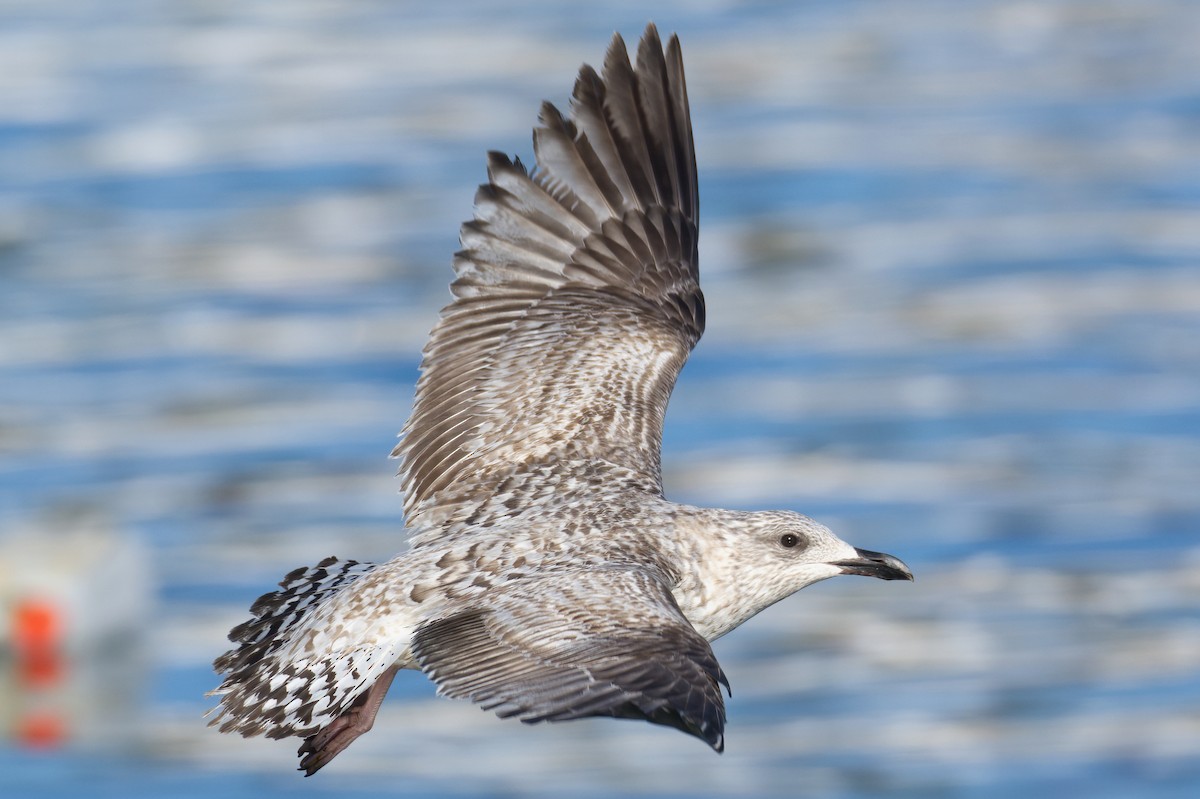 Herring Gull (European) - ML615063819