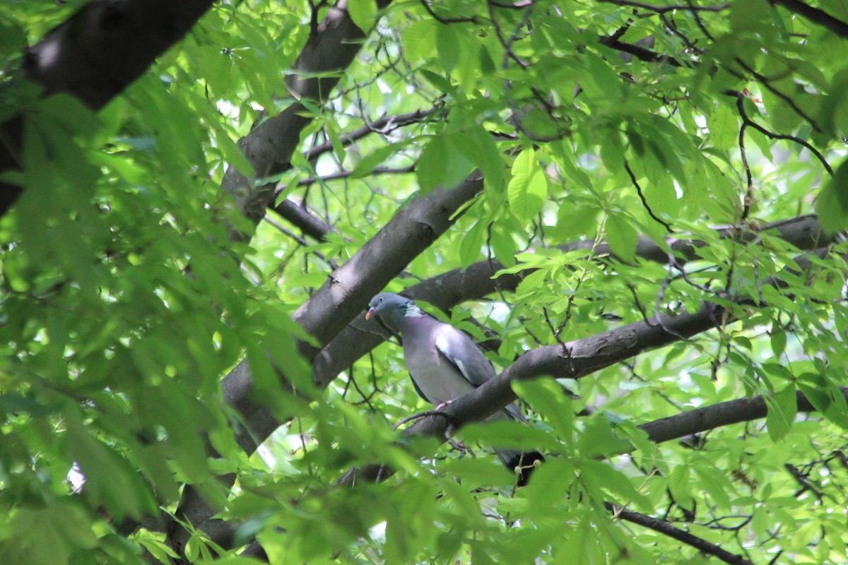Common Wood-Pigeon - ML615063924