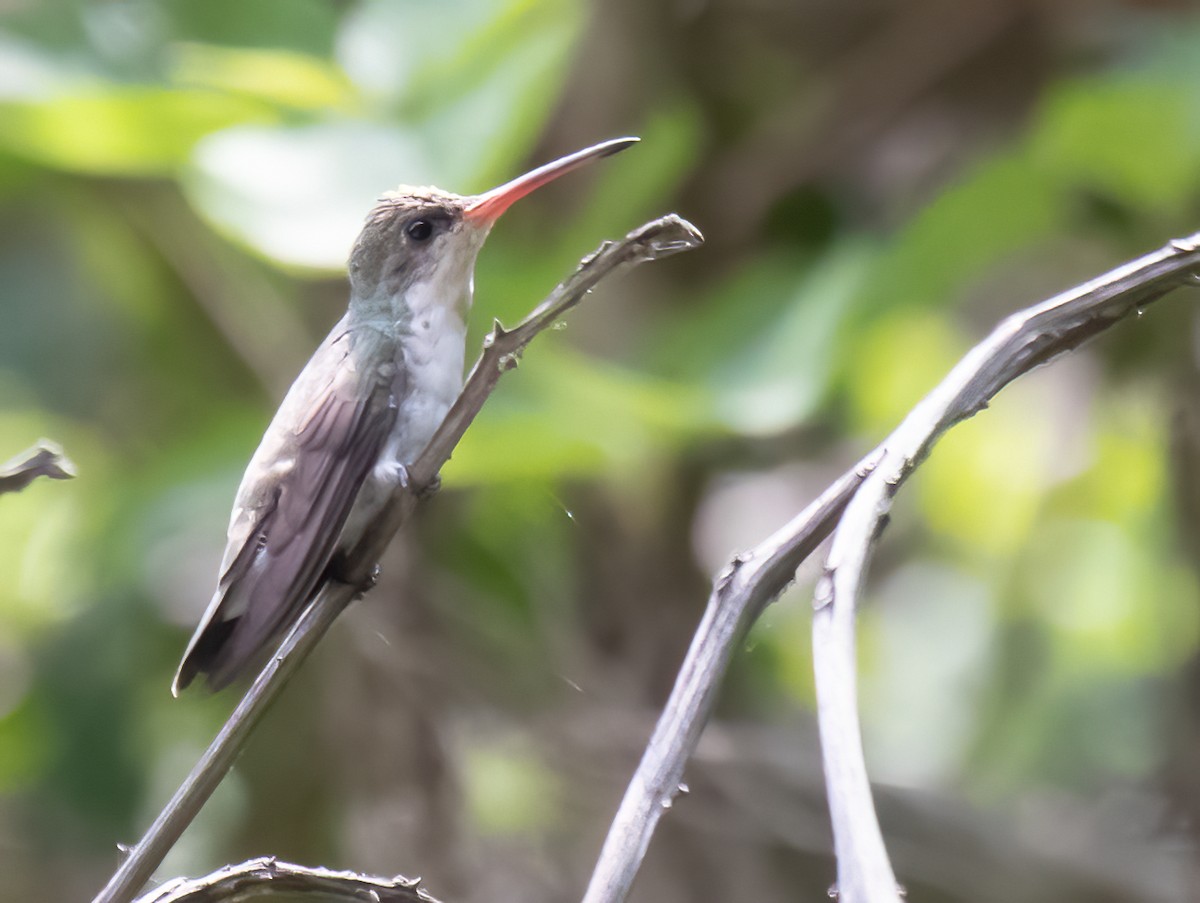Green-fronted Hummingbird - Anne Heyerly