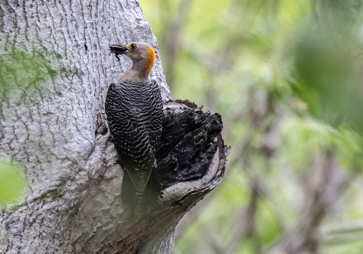 Golden-fronted Woodpecker (Velasquez's) - ML615063943