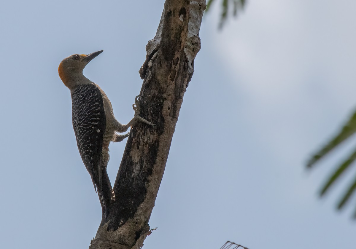 Golden-fronted Woodpecker (Velasquez's) - Anne Heyerly
