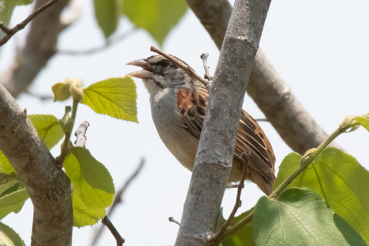 Cinnamon-tailed Sparrow - Anne Heyerly