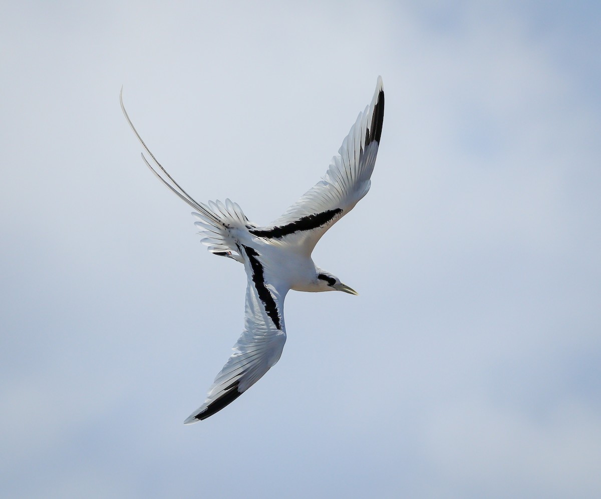 White-tailed Tropicbird - ML615063979