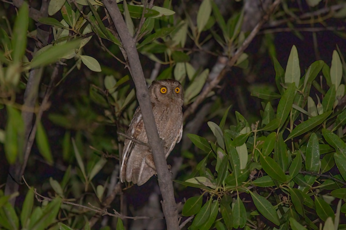 Pacific Screech-Owl (cooperi) - ML615064070