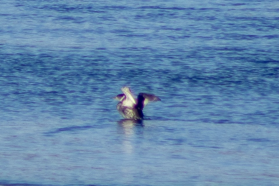 Red-necked Grebe - ML615064187