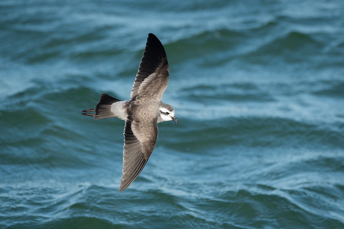 White-faced Storm-Petrel - ML615064369