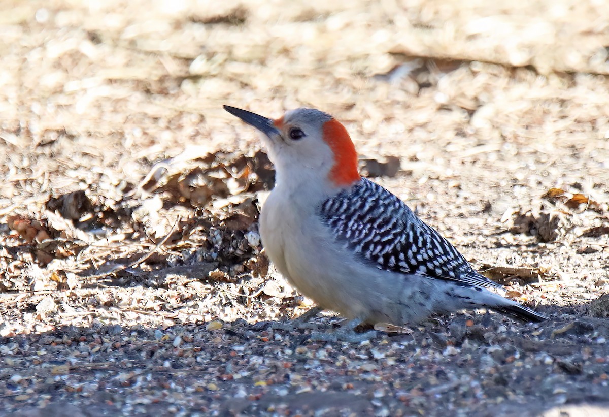 Red-bellied Woodpecker - ML615064598