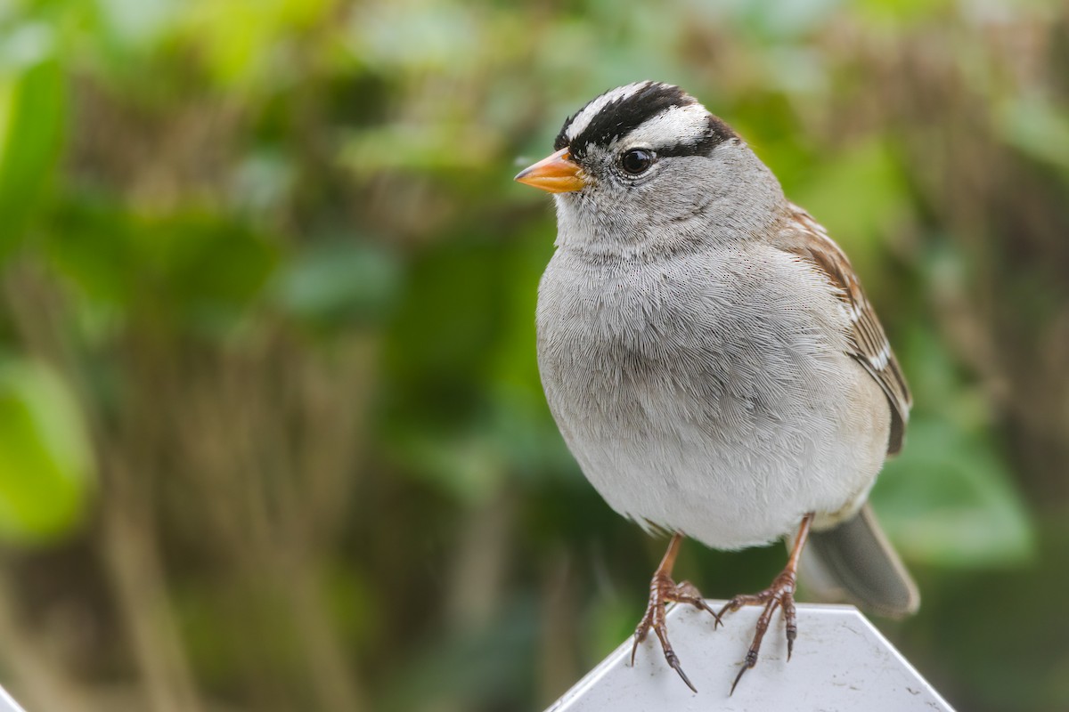 White-crowned Sparrow - ML615064601