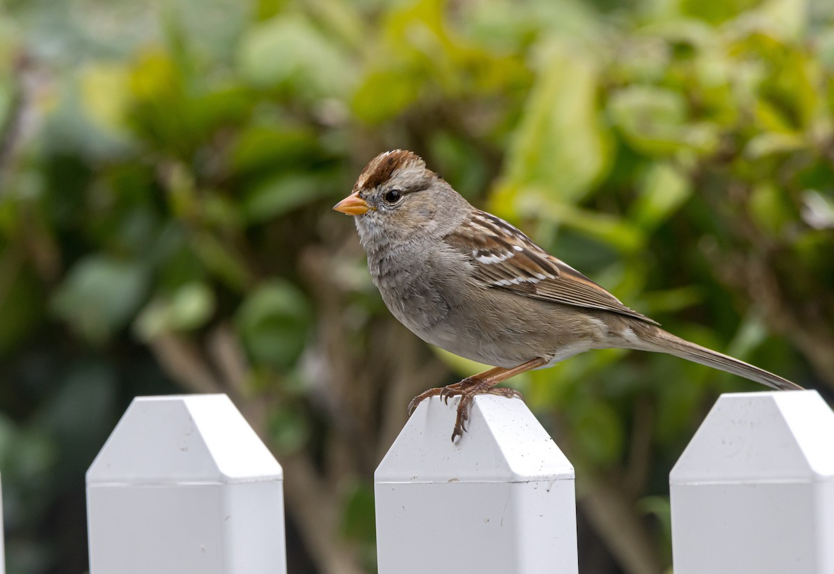 White-crowned Sparrow - ML615064602