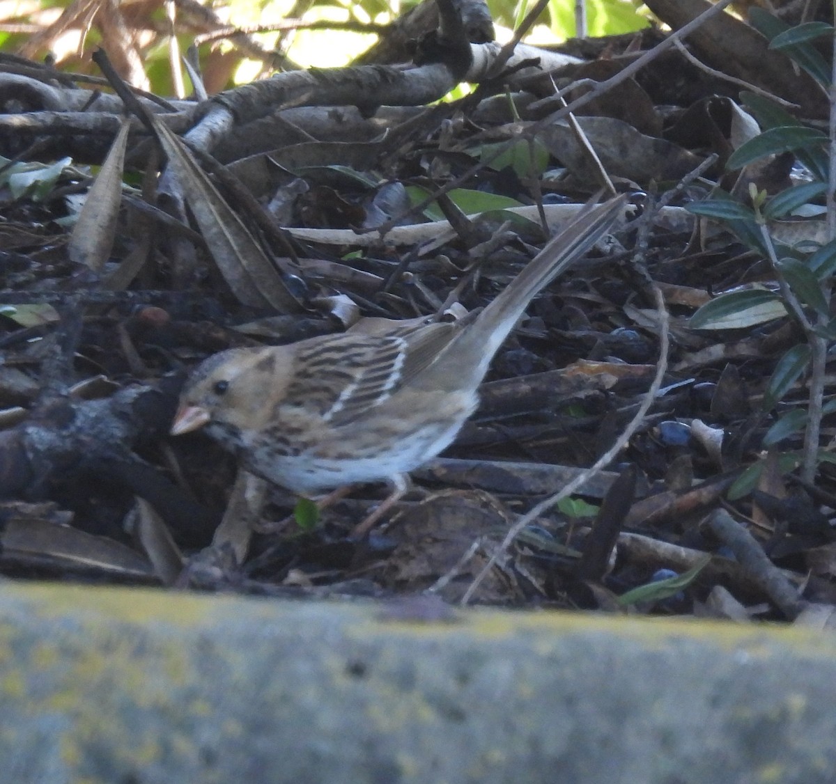 Harris's Sparrow - ML615064628