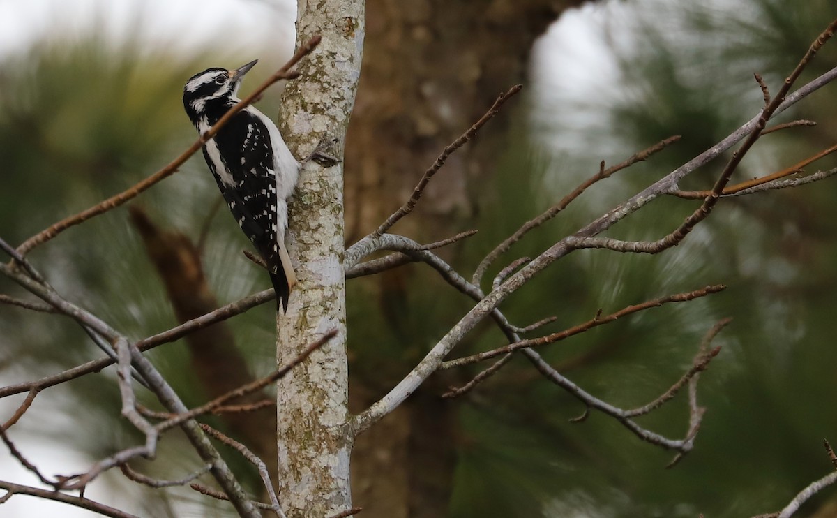 Hairy Woodpecker (Eastern) - ML615064767