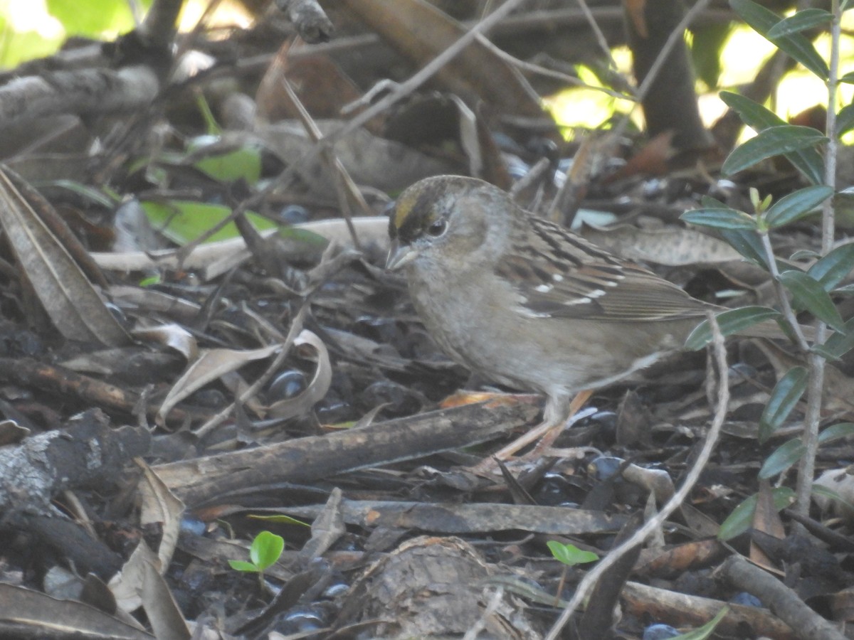 Golden-crowned Sparrow - ML615064787