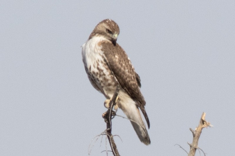 Red-tailed Hawk - ML615064790