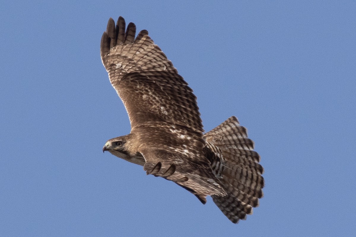 Red-tailed Hawk - ML615064791
