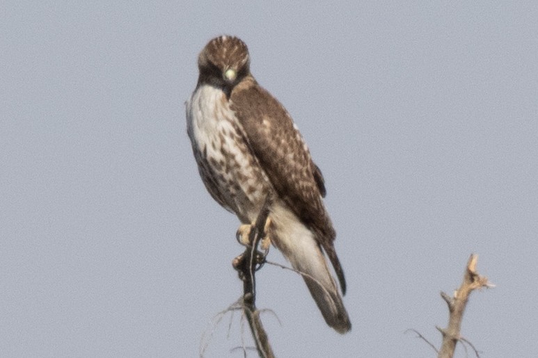 Red-tailed Hawk - ML615064793