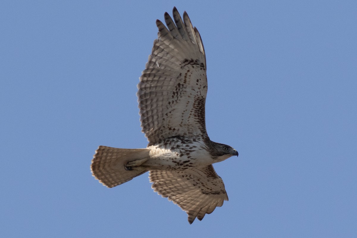 Red-tailed Hawk - ML615064794